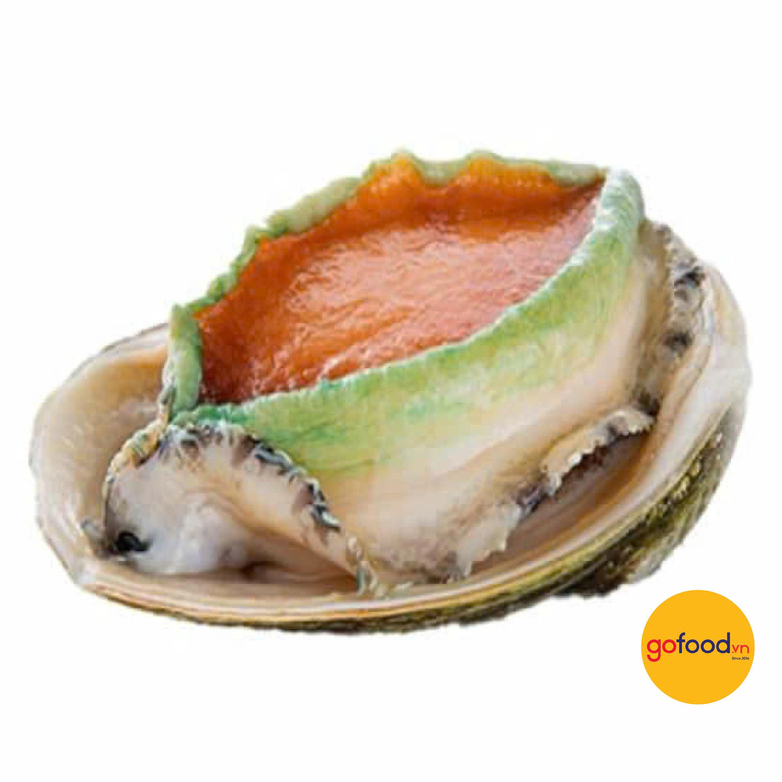 Bào ngư Úc viền xanh biển Tasmania 