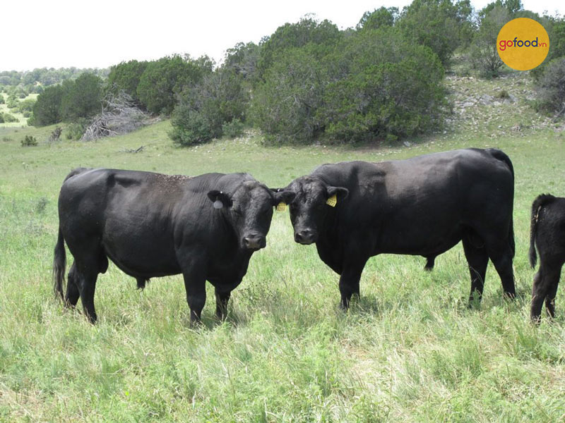 Những chú bò Black Angus có phần thân đen