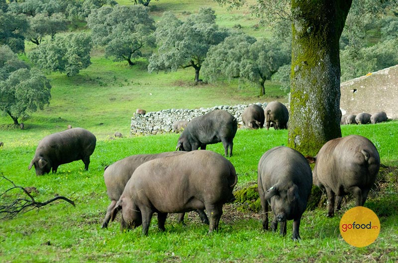 Heo đen Iberico được chăn thả tự nhiên với thức ăn là hạt dẻ sồi, cỏ, ngũ cốc