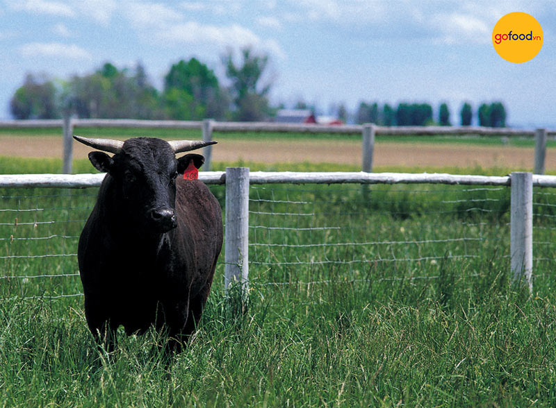 Những chú bò SRF được thăn nuôi tự nhiên với thức ăn là các nguyên liệu địa phương