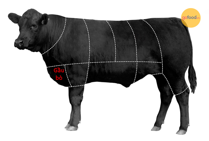 Gầu bò Wagyu Mỹ nằm ở phần thịt từ ngực tới cổ dưới