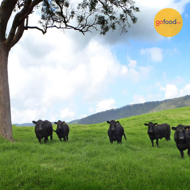 Bò Úc Black Angus là giống bò được chọn làm bò ủ khô