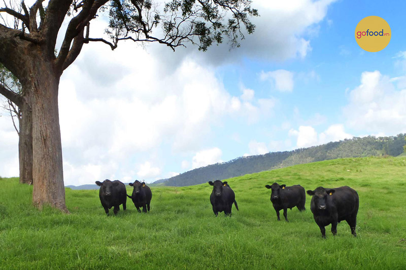 Giống bò được chọn lên tuổi chính là bò Úc Black Angus