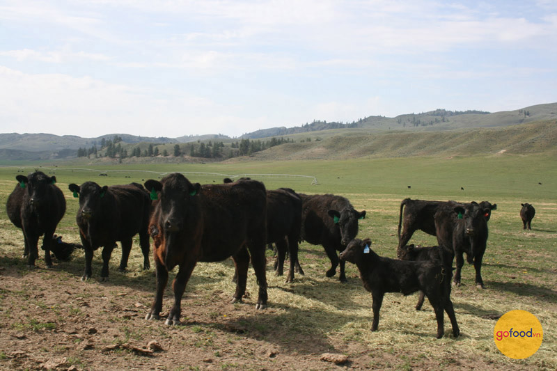 Những chú bò Snake River Farms được cho ăn các nguyên liệu địa phương