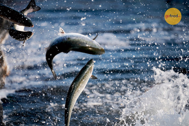 Nguồn nước và nguồn thức ăn cho cá hồi được kiểm định nghiêm ngặt