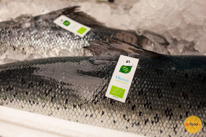 Gofood phân phối độc quyền cá hồi Nauy Organic