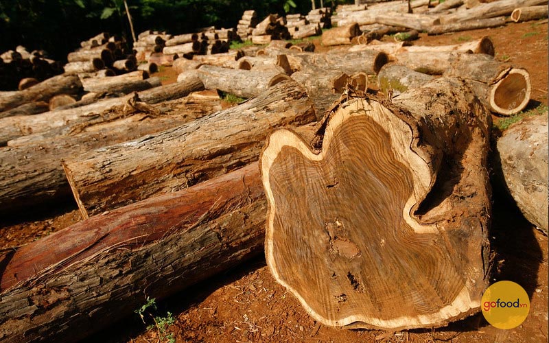Chất liệu gỗ Teak bền bỉ và có khả năng chống ẩm tự nhiên