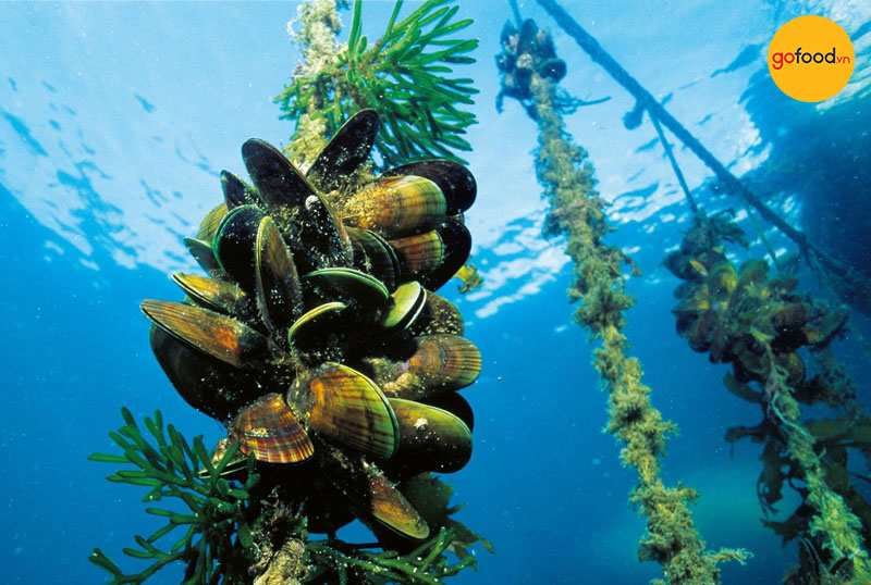 Vẹm xanh hữu cơ New Zealan được nuôi trong môi trường biển sạch và yên tĩnh