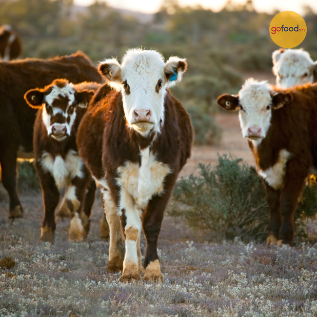 Những chú bò Úc được nuôi hoàn toàn bằng cỏ tự nhiên