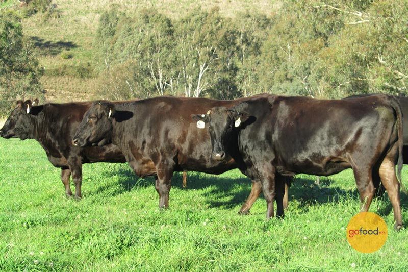 bò wagyu Úc ăn được ăn cỏ tươi