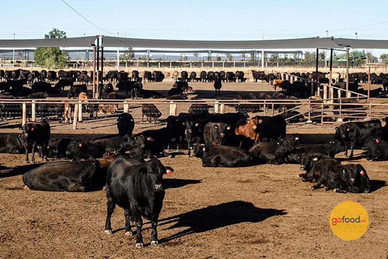 trang trại bò wagyu Úc