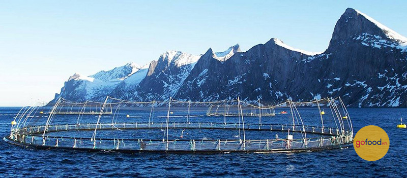 Cá hồi Nauy được nuôi trong các quây lưới rộng ở vùng biển Đại Tây Dương lạnh giá